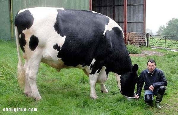 The 21 largest animals in the world record are so big that its scary! 