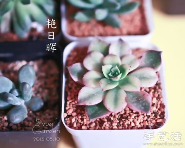 Introduction to cute and fleshy beautiful succulents