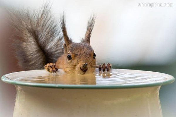 The scenery seen from the window of my house: the funny squirrel paradise!