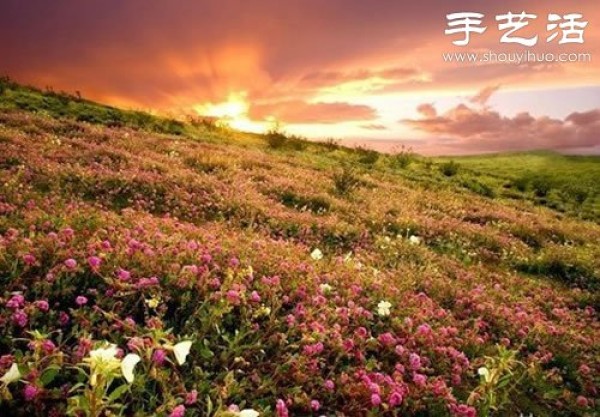 The top ten most beautiful seas of flowers in the world are stunning in their natural beauty