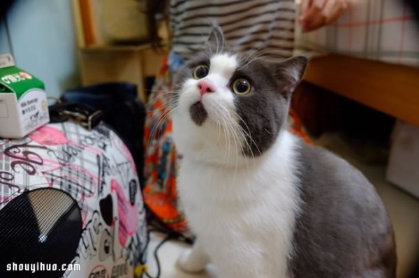 The Turkish OMG Cat Banye who is always surprised