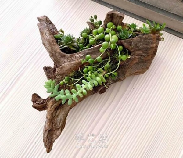 How to make succulent bonsai by picking up cedar trunks and using them as flower pots