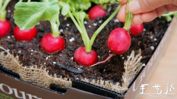 DIY tutorial for home mini vegetable garden