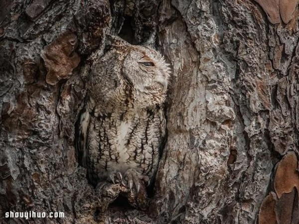 The camouflage skills of owls in the forest are even better than those of chameleons! 