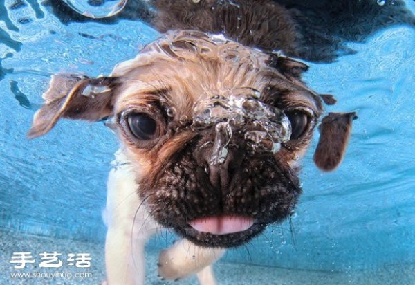 The photographer guides the puppy to swim to capture cute and natural pictures