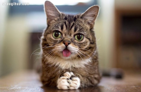 18 world-famous cat stars that are irresistible