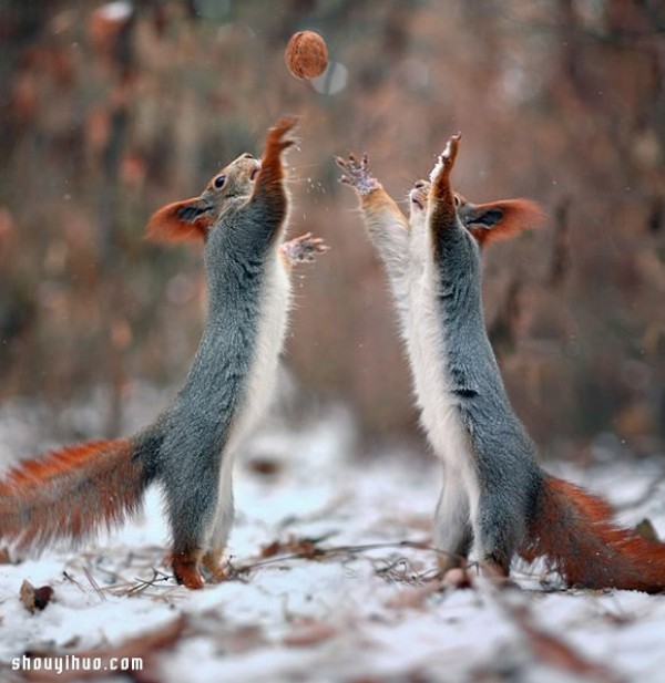 Heart melts with the snow! Cute snow squirrel photography