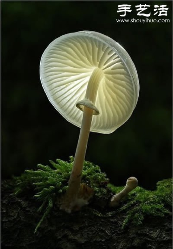 Beautiful and dreamy mushrooms, it turns out that mushrooms can also be viewed