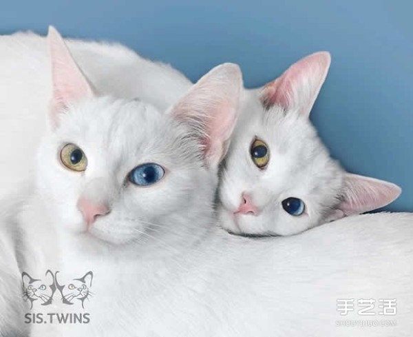 The most beautiful twins: the melting white kitten Sis.Twins.