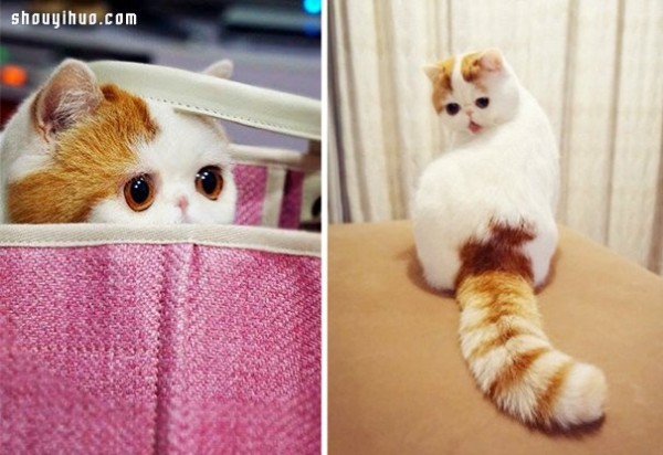 18 world-famous cat stars that are irresistible