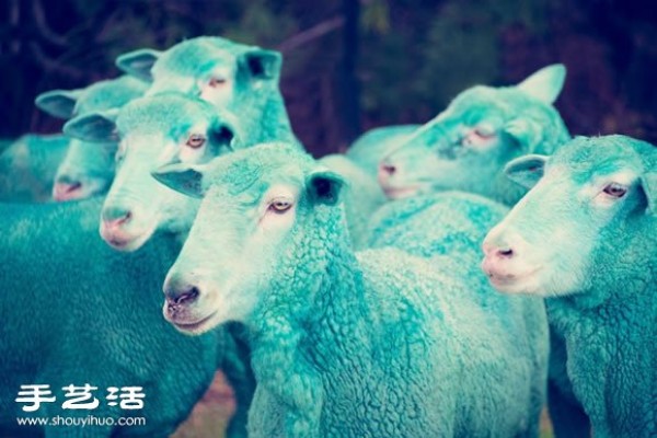 Fantasy Color Sheep Photography "DREAM SERIES"