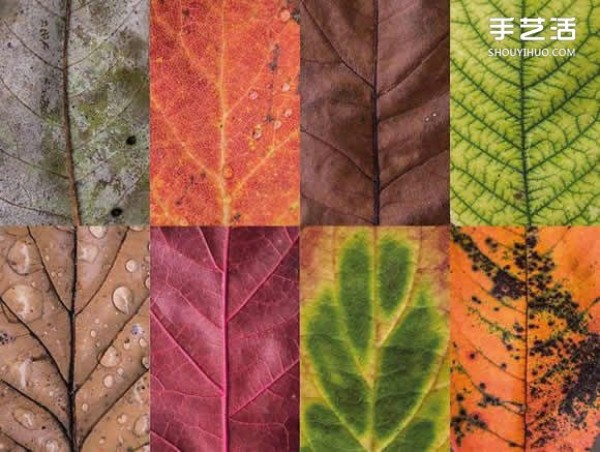 Use photography to preserve the beauty of leaves like a beautiful patchwork of leaves