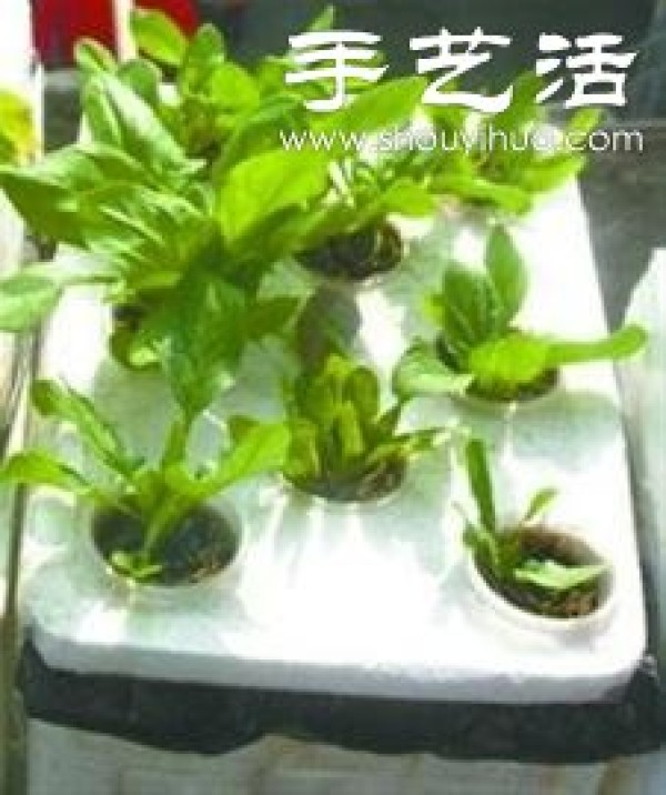 Super detailed hydroponicsVegetable Growing Tutorial: You can also grow vegetables conveniently at home! 