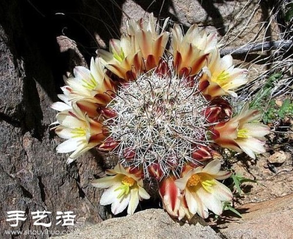 Beautiful Cactus Flower