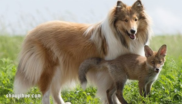 Family love across races, baby fox and mother shepherd dog!