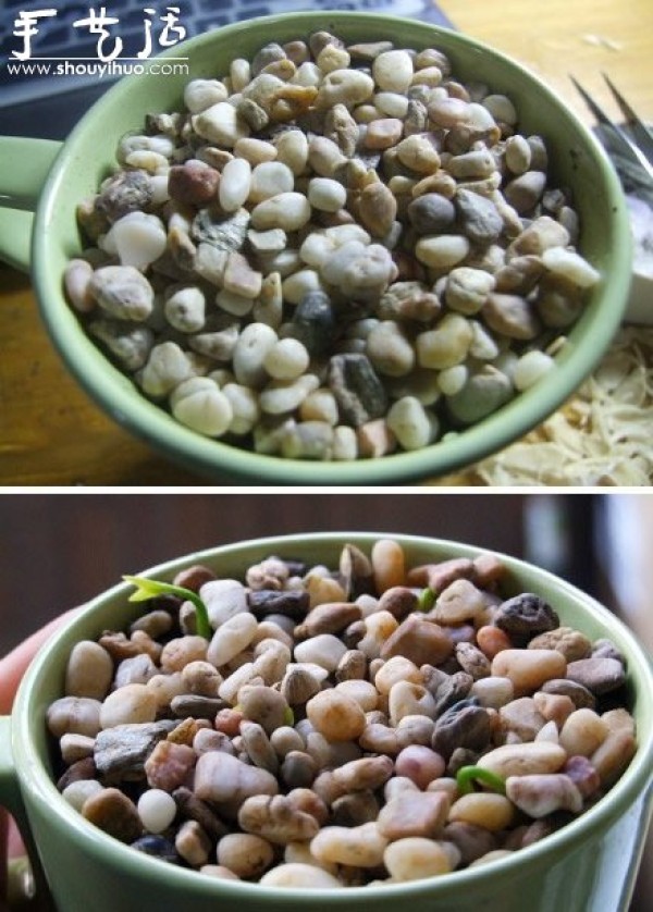 Grapefruit seed sowing DIY "little forest in the cup"