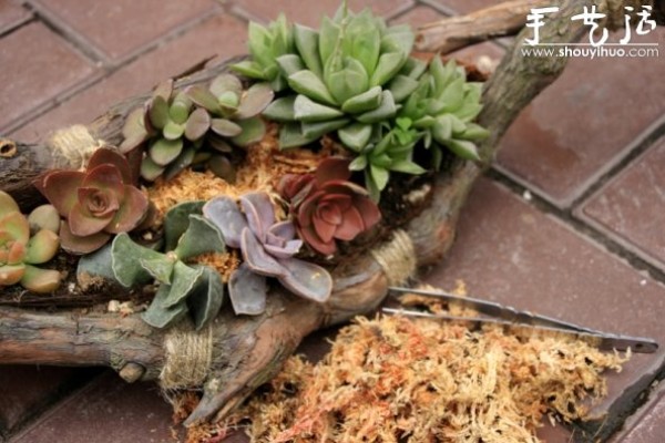 Tutorial on DIY potted succulent plants with old grape roots