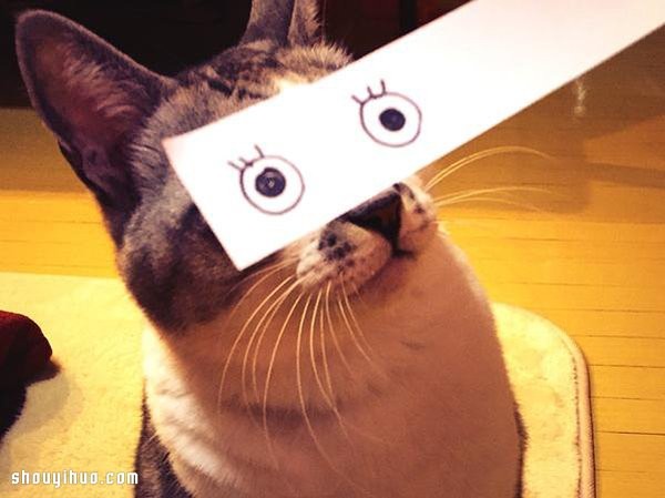 Japanese cat slaves hand-painted funny eyes DIY super spoof cat cute photos