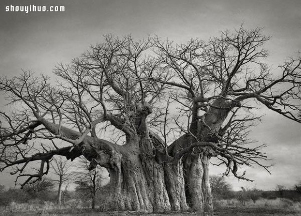 It took fourteen years to search for the oldest tree in the world