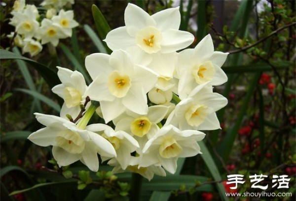 How to grow narcissus, how to grow narcissus