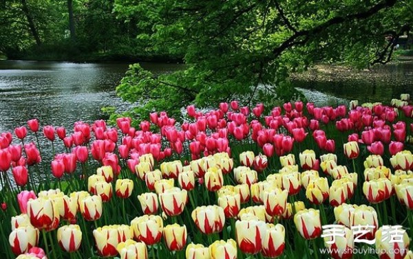 The most beautiful garden in spring - Keukenhof Park