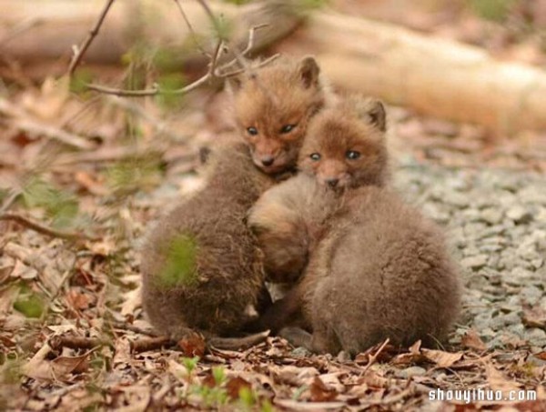 Cute photos of a fox baby that vindicates its treacherous image! 