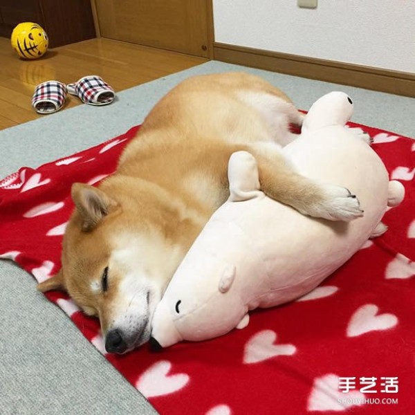 Akita dog and its white bear friend are so cute sleeping in the same position! 