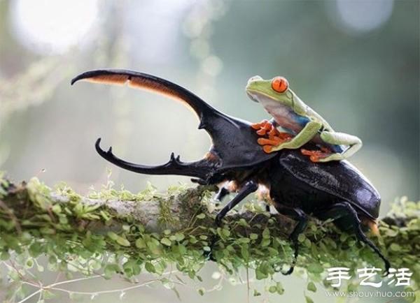 2014 Sony World Photo Contest: Fun and Wild Animal World