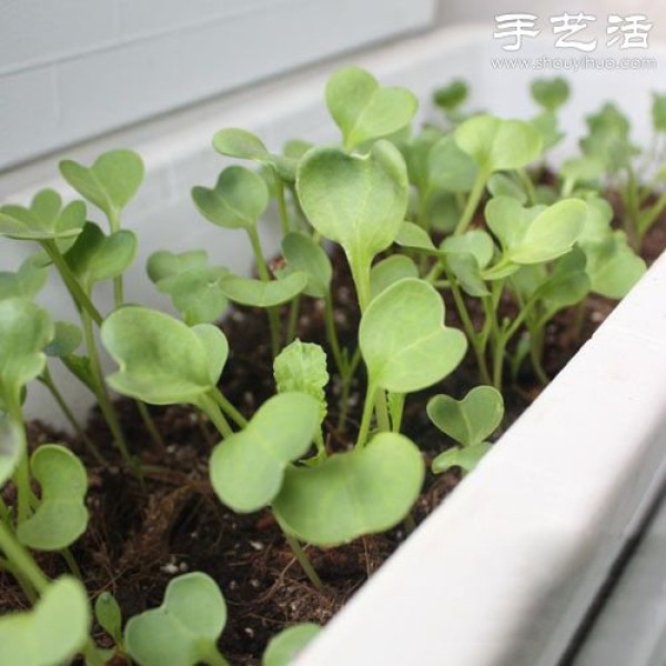 DIY a vegetable patch for your balcony