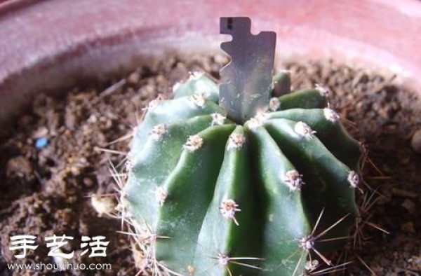 How to graft prickly pear cactus grafting steps