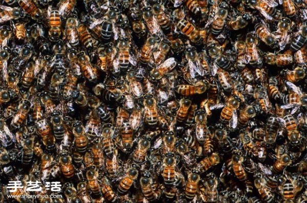 Counting poop is a beautiful photo of a large gathering of creatures you have never seen