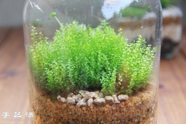 DIY cute moss landscaping, homemade beautiful moss micro-landscape