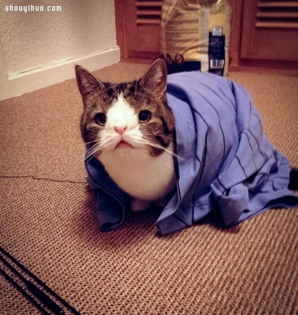 18 world-famous cat stars that are irresistible