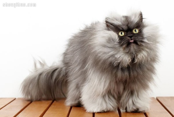 18 world-famous cat stars that are irresistible