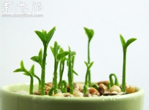 Grapefruit seed sowing DIY "little forest in the cup"