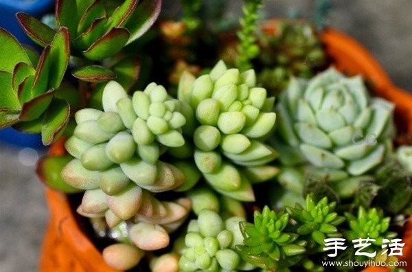 Beautiful and fresh succulent plant arrangement