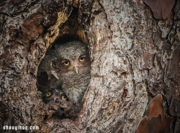 The camouflage skills of owls in the forest are even better than those of chameleons! 