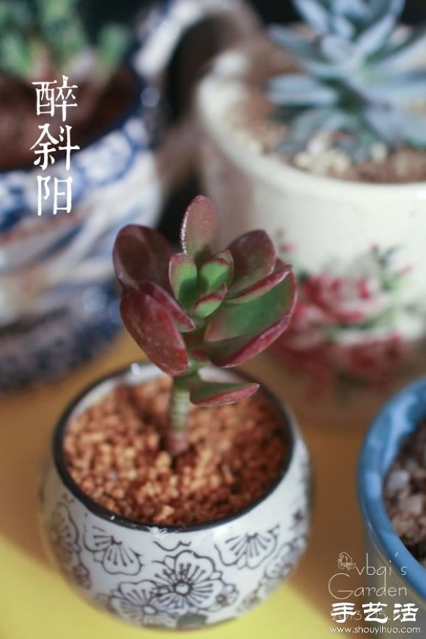 Introduction to cute and fleshy beautiful succulents