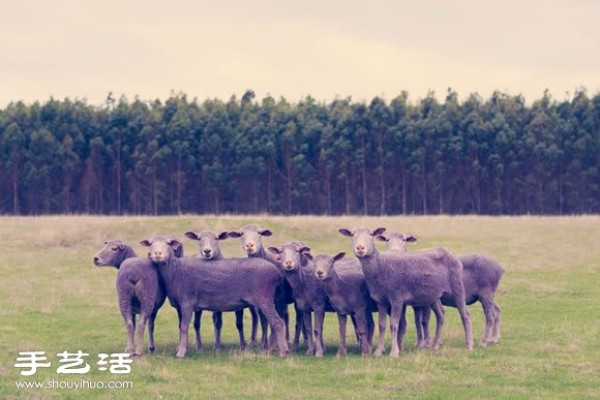 Fantasy Color Sheep Photography "DREAM SERIES"