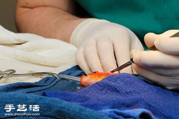 This owner decided to perform brain surgery on a 10-year-old goldfish