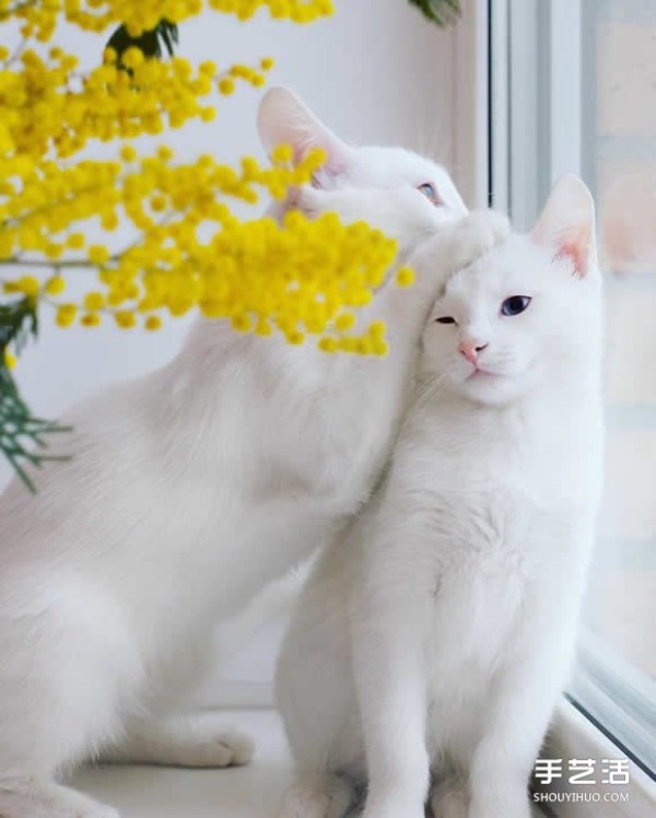 The most beautiful twins: the melting white kitten Sis.Twins.