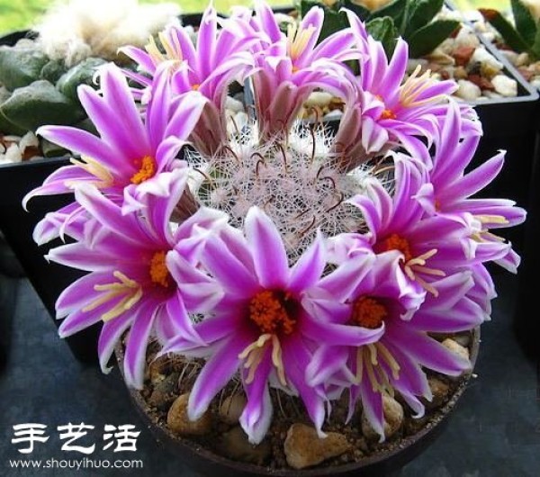 Beautiful Cactus Flower