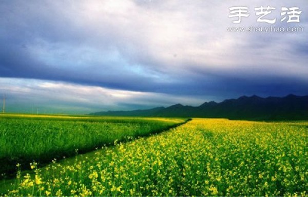 The top ten most beautiful seas of flowers in the world are stunning in their natural beauty