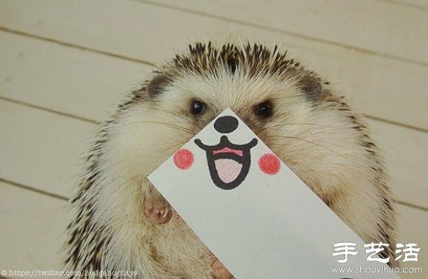 Little Creative DIY Super Cute Hedgehog Photography