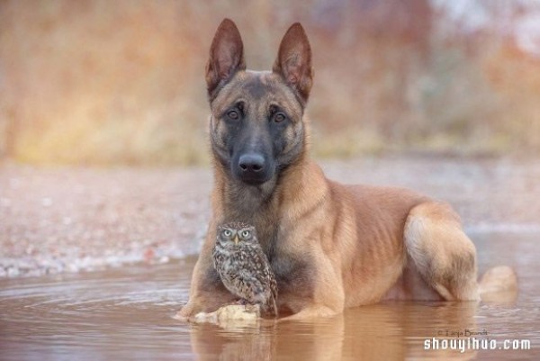 Real fairy tale ~ The pure love friendship between the little owl and the big dog