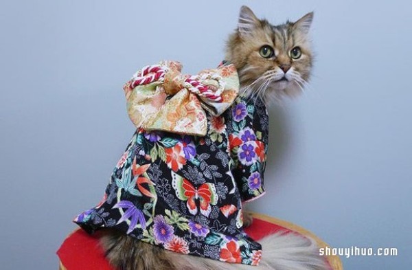 The super cute cat star and kimono that have an indissoluble bond with the kimono