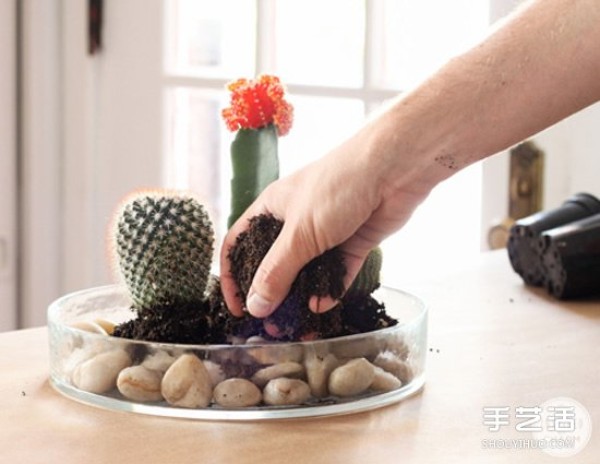 How to make your own cactus bonsai, a simple cactus pot DIY tutorial