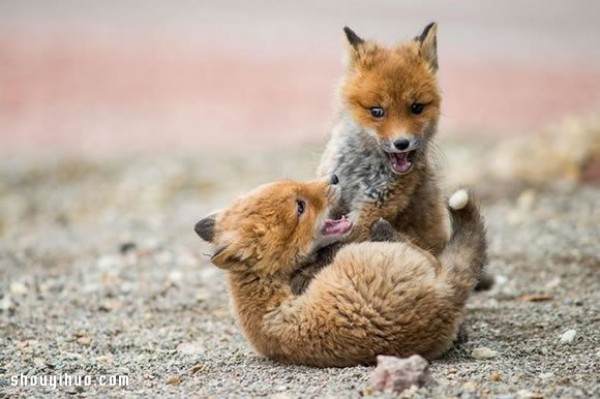 Photo of a fox taken by a mining engineer while working in the Arctic Circle