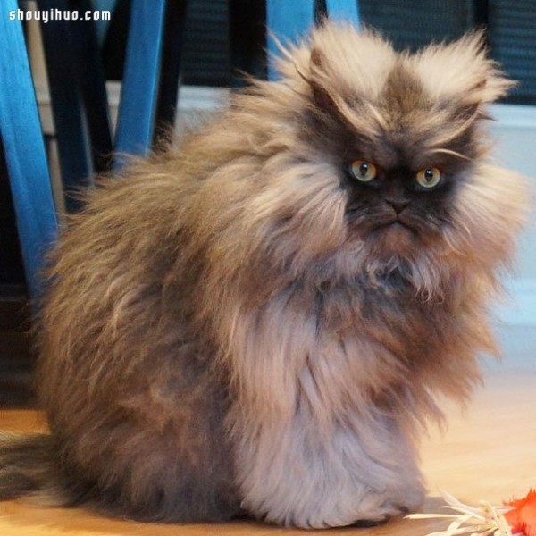 18 world-famous cat stars that are irresistible