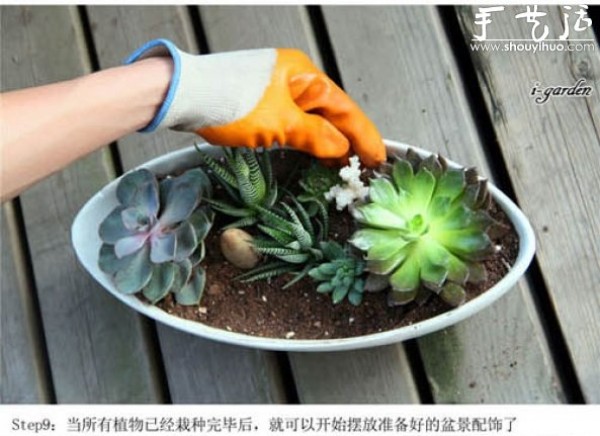 Succulents Handmade Potted DIY